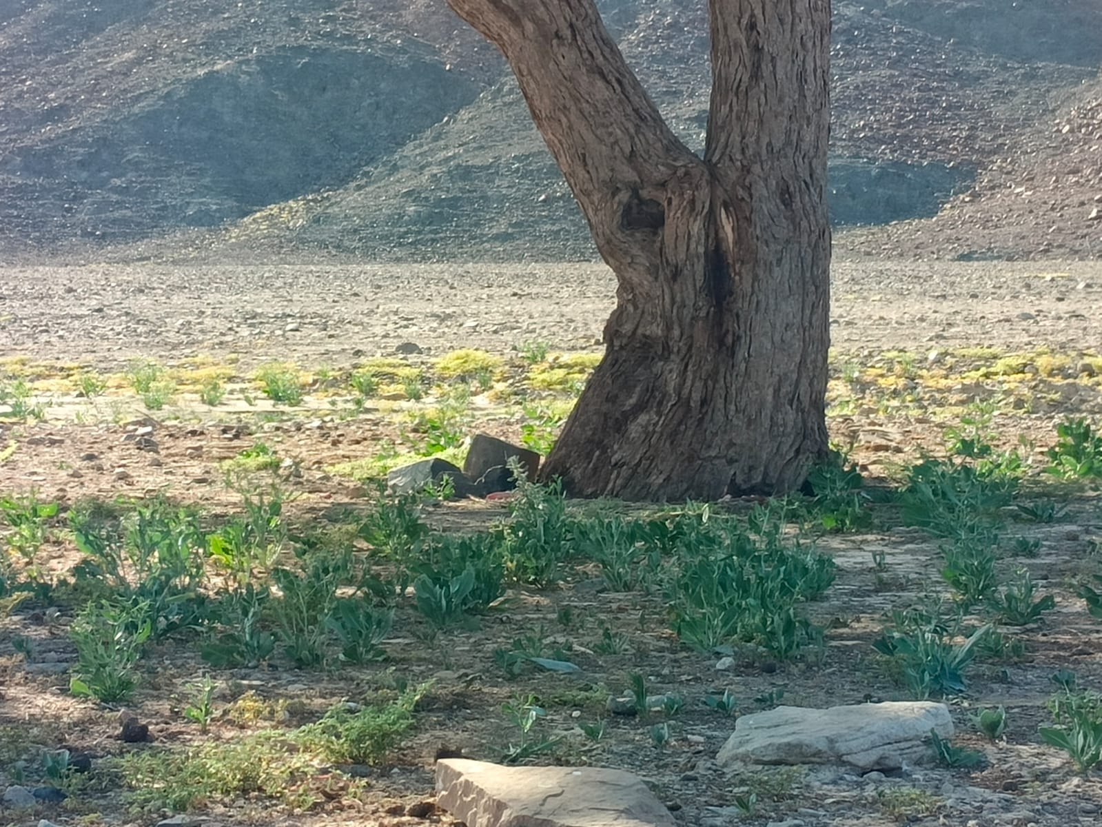 صورة 1