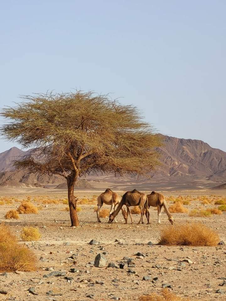 صورة 1