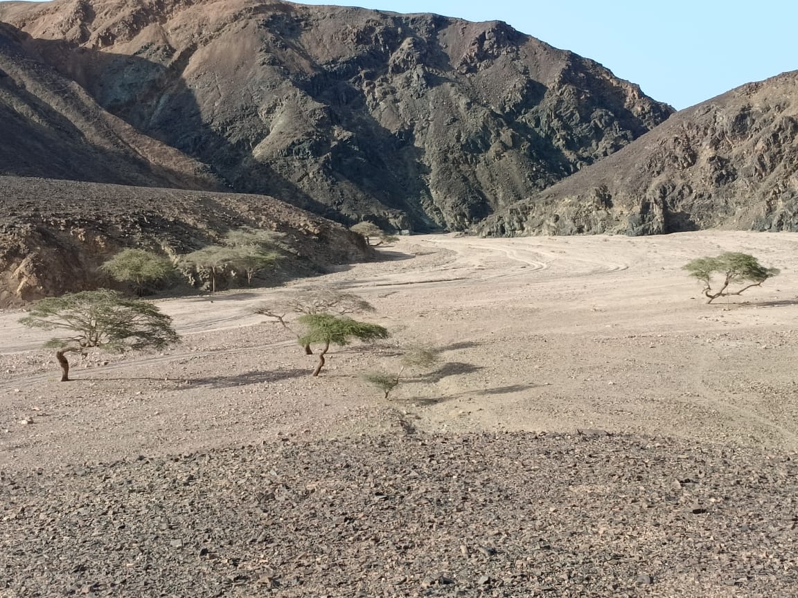 صورة 1