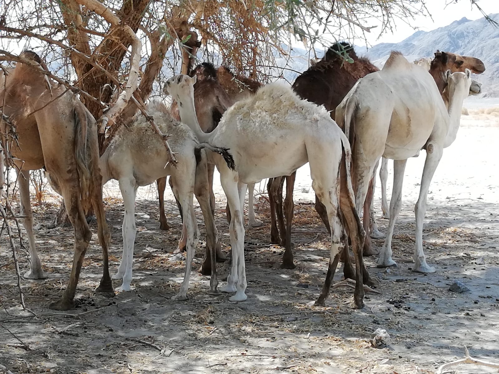 صورة 1